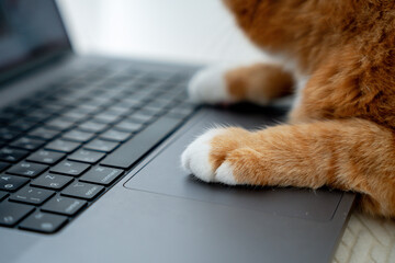 Cat using the computer. Cat Paw using Laptop. 