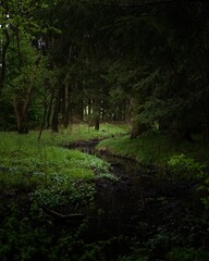 Lush and verdant forest with dense trees