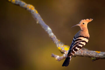 Cute colorful bird. Eurasian Hoopoe. (Upupa epops). Yellow green nature background.