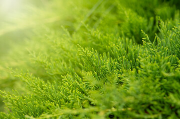 Thuja shrub texture closeup. Evergreen plant as a decorative element of landscape design. Branches of a coniferous plant against the backdrop of a sun glare.