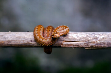 snake on branch. Common European viper. Red snake. Close-up Vipera berus sitting on a branch. Snake atack stock photo