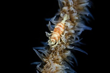 Close-up underwater view of a of a small aquatic shrimp against a dark background