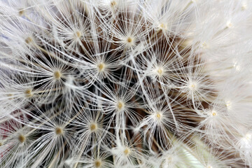 Close-up view of dandelion fruit - Taraxacum Officinale - Asteraceae family