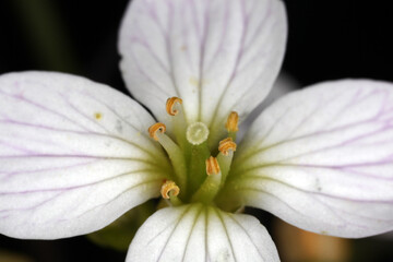 Close-up of a flower of Brassicacea