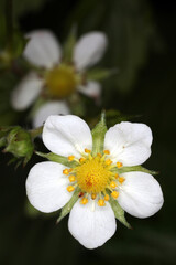 Obraz na płótnie Canvas Close-up of a flower of Fragaria spp - common strawberry plant
