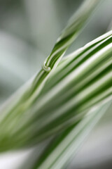 Close-up abstract view of Arundo donax Variegata - Striped Giant Reed Grass - shallow depth of field