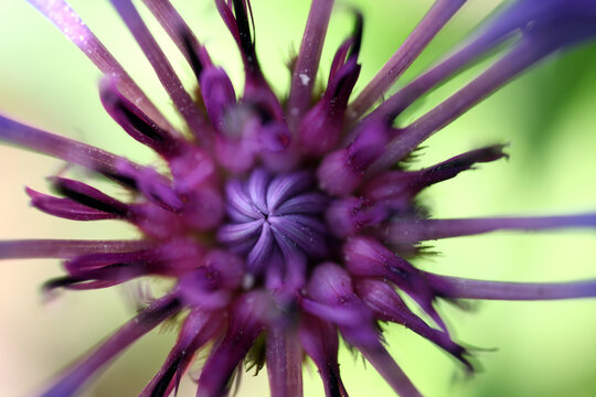 Thisle flower - close-up with green background