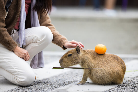 Adorable capybara at the zoo