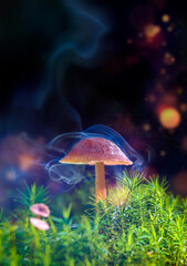 The brown magic mushroom in smoke like hart stock photo. Helloween forest. Helloween concept
