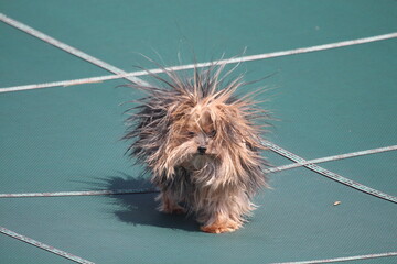 dog on pool cover with static electricity hair