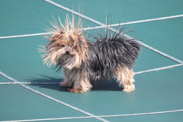 yorkshire terrier static hair