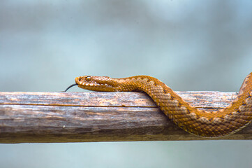 snake on branch. Common European viper. Red snake. Close-up Vipera berus sitting on a branch. Snake atack stock photo