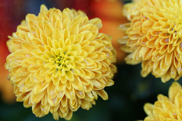 Blumen