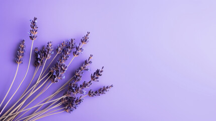 Lavender dry purple flowers. Minimal flatlay, copy space. Floral ornament. Organic texture.