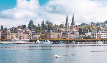 Fototapeta premium swan and panorama