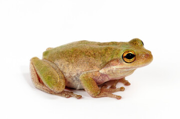 Squirrel tree frog // Eichhörnchenfrosch (Dryophytes squirellus)