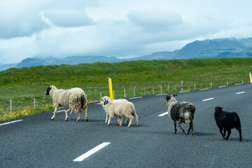 Domestic sheep cross a road in Iceland