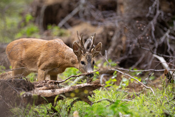 Roe Deer buck (capreolus capreolus) with six points antlers sniffing branch in the summer forest