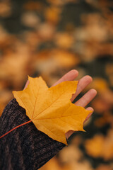 Female hand holding a fallen yellow maple leave. Autumnal backgr