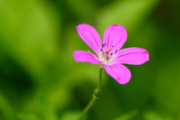red wild flower on a beautiful green background