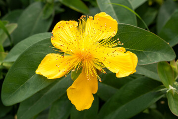 St. John's wort also Aaron's beard (in german Gro&szlig;kelchiges Johanniskraut also Immergr&uuml;nes Johanniskraut) Hypericum calycinum