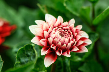 red dahlias on a beautiful green background