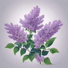 lilac branch on white background