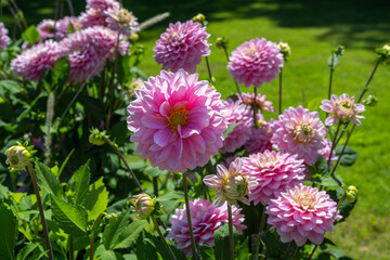 The dahlia (name, Dapex Pink Delight) in the dahlia garden Baden Baden near the lichtentaler alley....