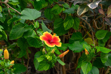 Photo of an isolated orange, red, yellow flower in the leafy greek background