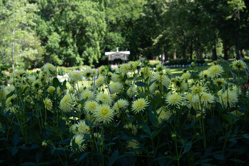 The dahlia garden Baden Baden near the lichtentaler alley. Baden Baden, Baden Wuerttemberg, Germany