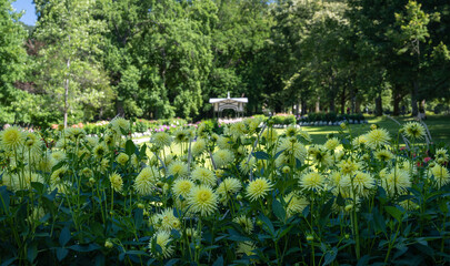 The dahlia garden Baden Baden near the lichtentaler alley. Baden Baden, Baden Württemberg, Germany