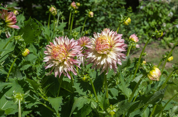 Fototapeta premium The dahlia (name, Hapet Champagne) in the dahlia garden Baden Baden near the lichtentaler alley. Baden-Baden, Baden Württemberg, Germany.