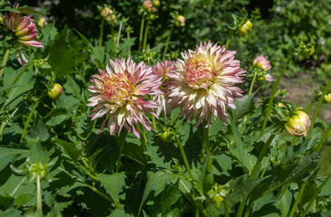 The dahlia (name, Hapet Champagne) in the dahlia garden Baden Baden near the lichtentaler alley. Baden-Baden, Baden Württemberg, Germany.