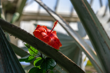 Photo of an isolated red flower blooming in the background of the big green leaves
