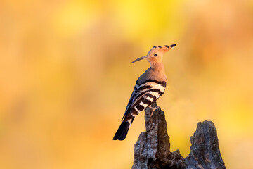 Cute colorful bird. Eurasian Hoopoe. (Upupa epops). Yellow green nature background. © Serkan Mutan