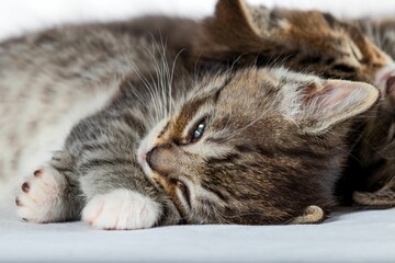 a kitten laying on its side, resting and looking very bored
