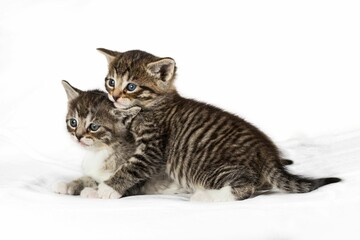 Adorable kittens happily playing together on a pure white background