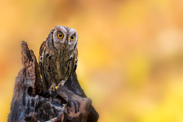 Owl. Eurasian Scops Owl. (Otus scops). Colorful nature background.