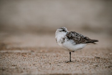 Small bird is perched on a sandy beach, looking out towards the horizon