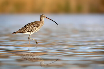 Curlew. Blue nature background. Bird: Eurasian Curlew. Numenius arquata.