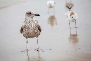 Seagull in the natural environment on the Baltic Sea.