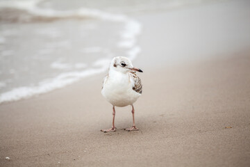 Seagull in the natural environment on the Baltic Sea.