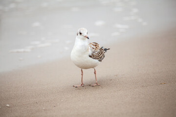 Seagull in the natural environment on the Baltic Sea.