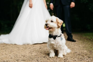 a bride and groom walk their dog in the dirt area