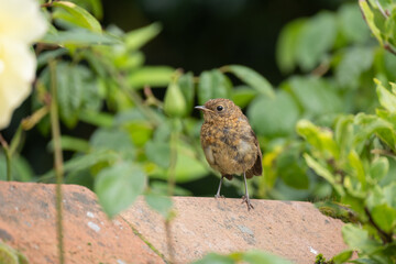 Juvenile robin on top of wall in garden