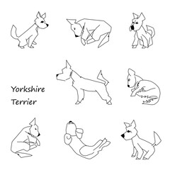 Naklejka premium Set of eight yorkshire terrier poses