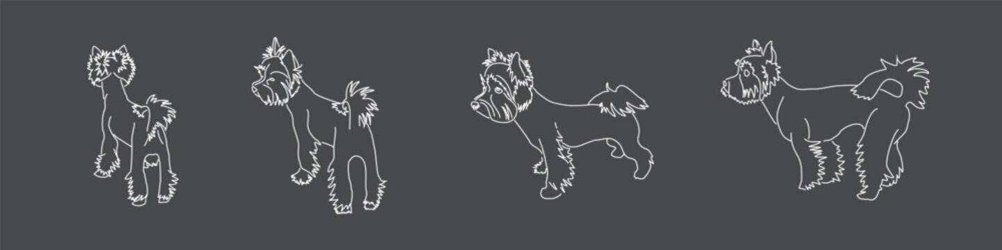 Linear image of the Yorkshire Terrier on a dark gray background. Vector drawings of different dog poses