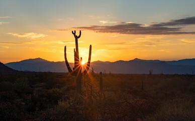 Desert sunrise in Arizona with Saguaro cactus in foreground