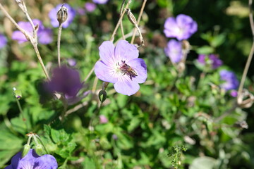 Obraz premium Close up of bee pollinating geranium rozanne