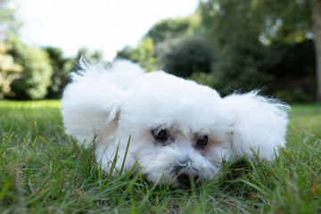 Bichon Frisé lying down in garden